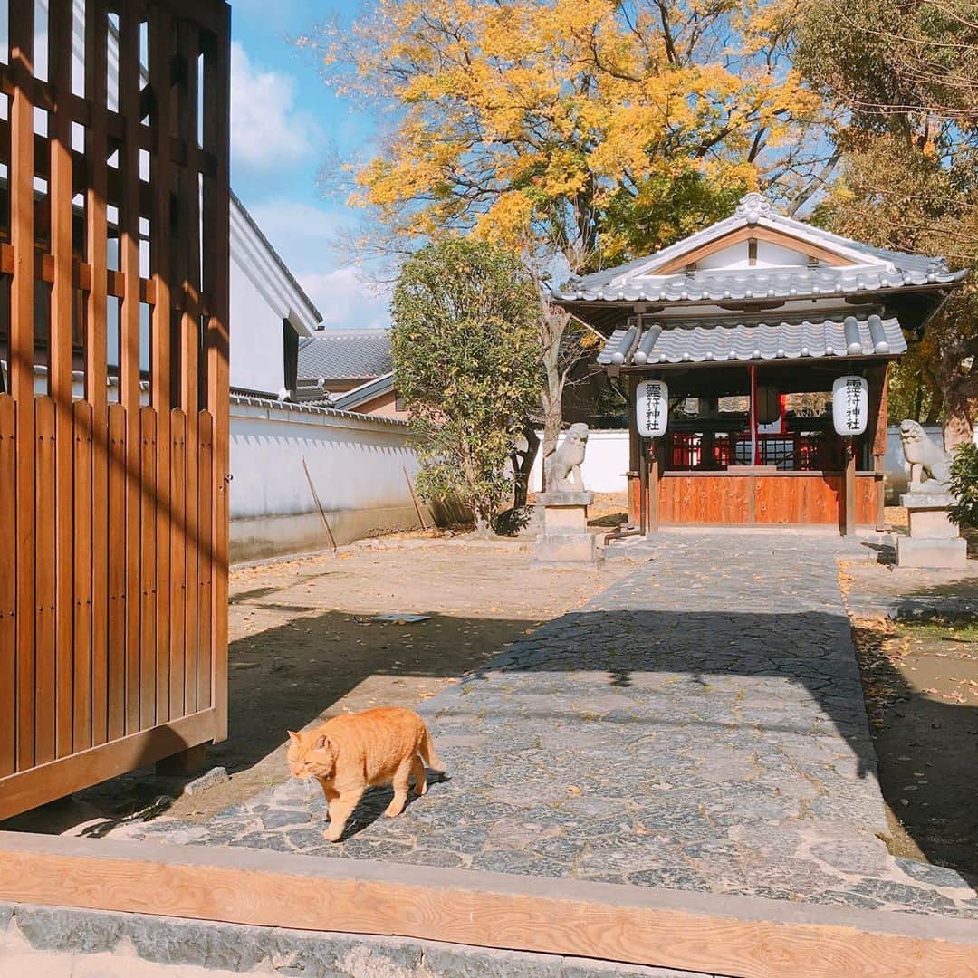上野貴穂さんのインスタグラム写真 - (上野貴穂Instagram)「.﻿ 🐈☀️﻿ ﻿ #奈良 #霊符神社 #猫﻿」11月5日 20時15分 - kiho_ueno
