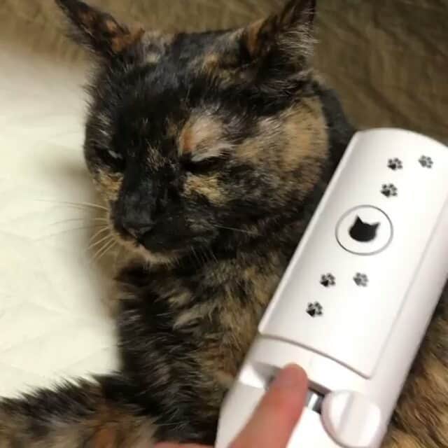 猫壱（ねこいち•ネコイチ）のインスタグラム