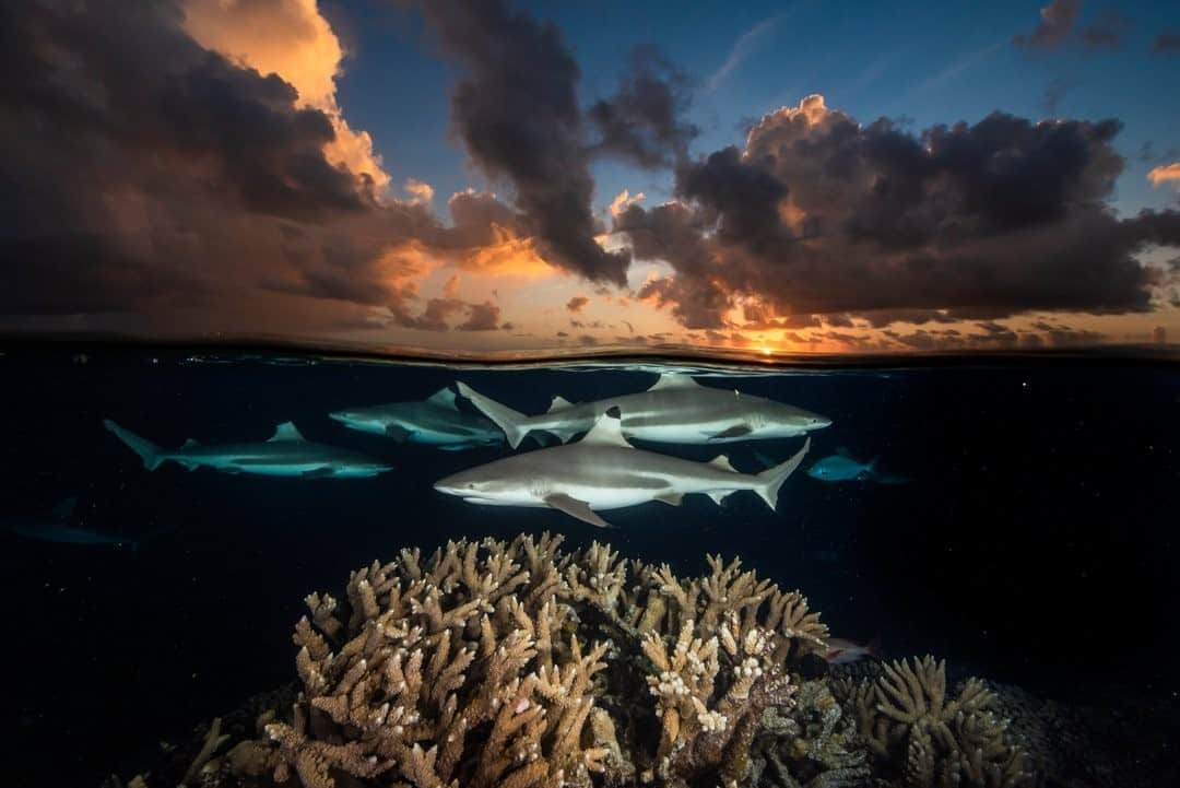 ナショナルジオグラフィックさんのインスタグラム写真 - (ナショナルジオグラフィックInstagram)「Photo by @daviddoubilet / Blacktip sharks patrol the shallow reefs at sunset over the South Pass at Fakarava Atoll, a UNESCO Biosphere Reserve in French Polynesia. The productive coral reef and lagoon system here support 700+ gray reef and blacktip sharks, one of the densest populations of sharks on the planet. The smaller blacktips favor the shallows by day, and the gray reef sharks gather in distinct groups in the depths. As the sun sets they form large hunting packs that scour the reef for a meal.  #Sharks For #MoreOcean follow @DavidDoubilet.」11月5日 20時38分 - natgeo