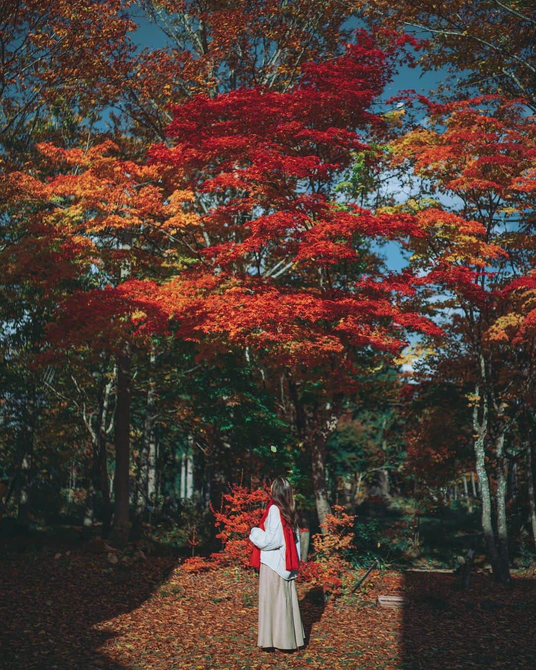 wacameraのインスタグラム：「Our wonderful season has come🍁 先日一足先に紅葉を楽しんできたの。岐阜県郡上市にある、ひるがの分水嶺公園。この日は暖かかったのだけど風が冷たく気温は10度。紅葉真っ盛りでした。  私と @asami00003 ちゃんは2泊3日ドライブの旅で岐阜県を訪れ、道の駅に併設された　@fairfieldmichinoeki  フェアフィールドby Marriottに滞在。道の駅までダッシュで10秒？！というほど近くにあったのでその土地の食材やお土産をたくさん買い込んでしまった♥️無料の足湯もあったんだよ。 ホテルもシンプルながらも必要なものがきちんと備わっているし共有スペースにはレンジやトースターもあるので道の駅で買ったものをつまみ食いしたり😋  そんな旅の記録としていくつか作品も撮ってきたので数回に分けてお届けしたいと思います。お楽しみー♫」
