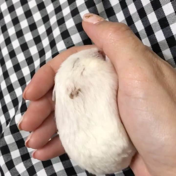 hamster_mocoのインスタグラム