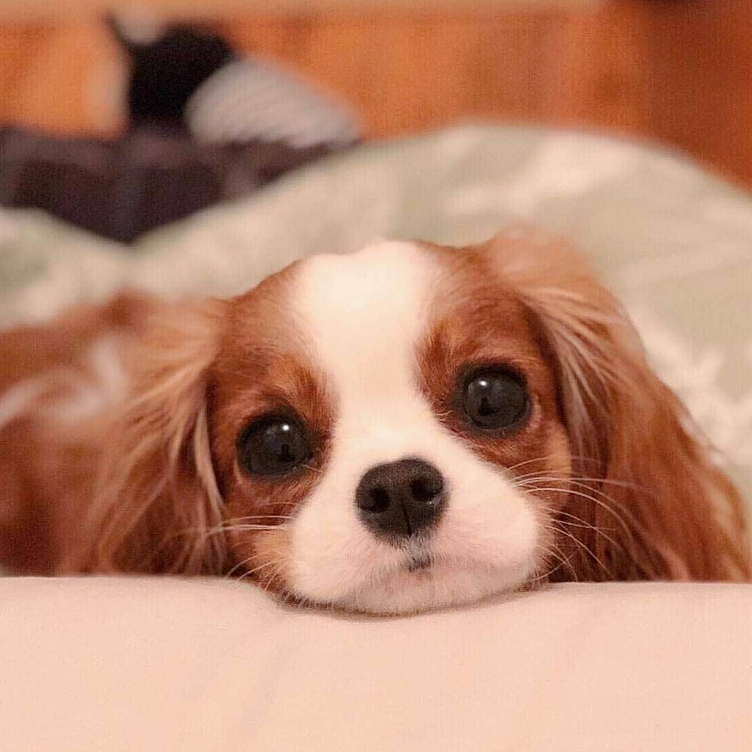 Beautiful Nature & Animalsさんのインスタグラム写真 - (Beautiful Nature & AnimalsInstagram)「You can't say NO to those eyes! 🐶 By @nessathecavalier」11月5日 21時36分 - wonderful_earthpix