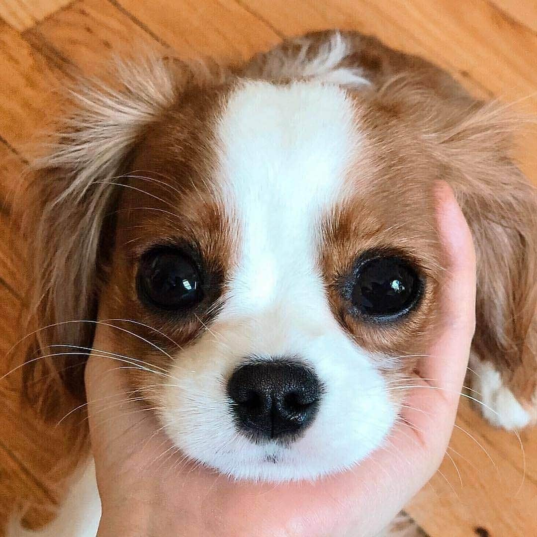 のインスタグラム：「You can't say NO to those eyes! 🐶 By @nessathecavalier」
