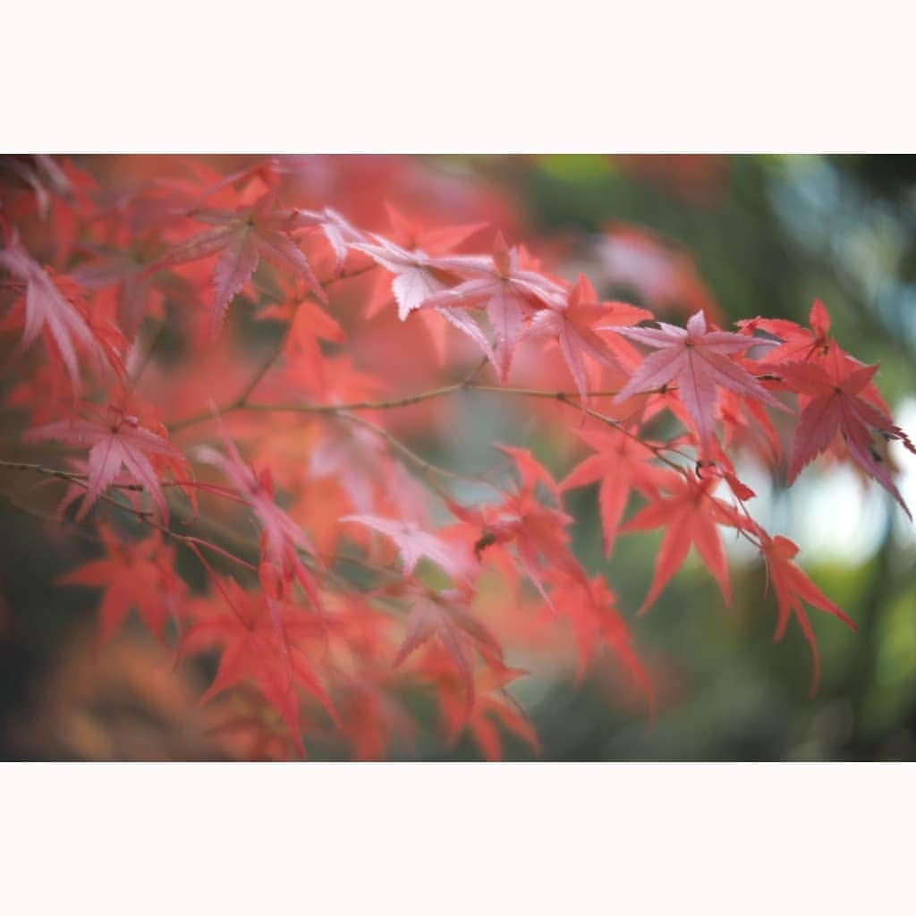 花澄のインスタグラム