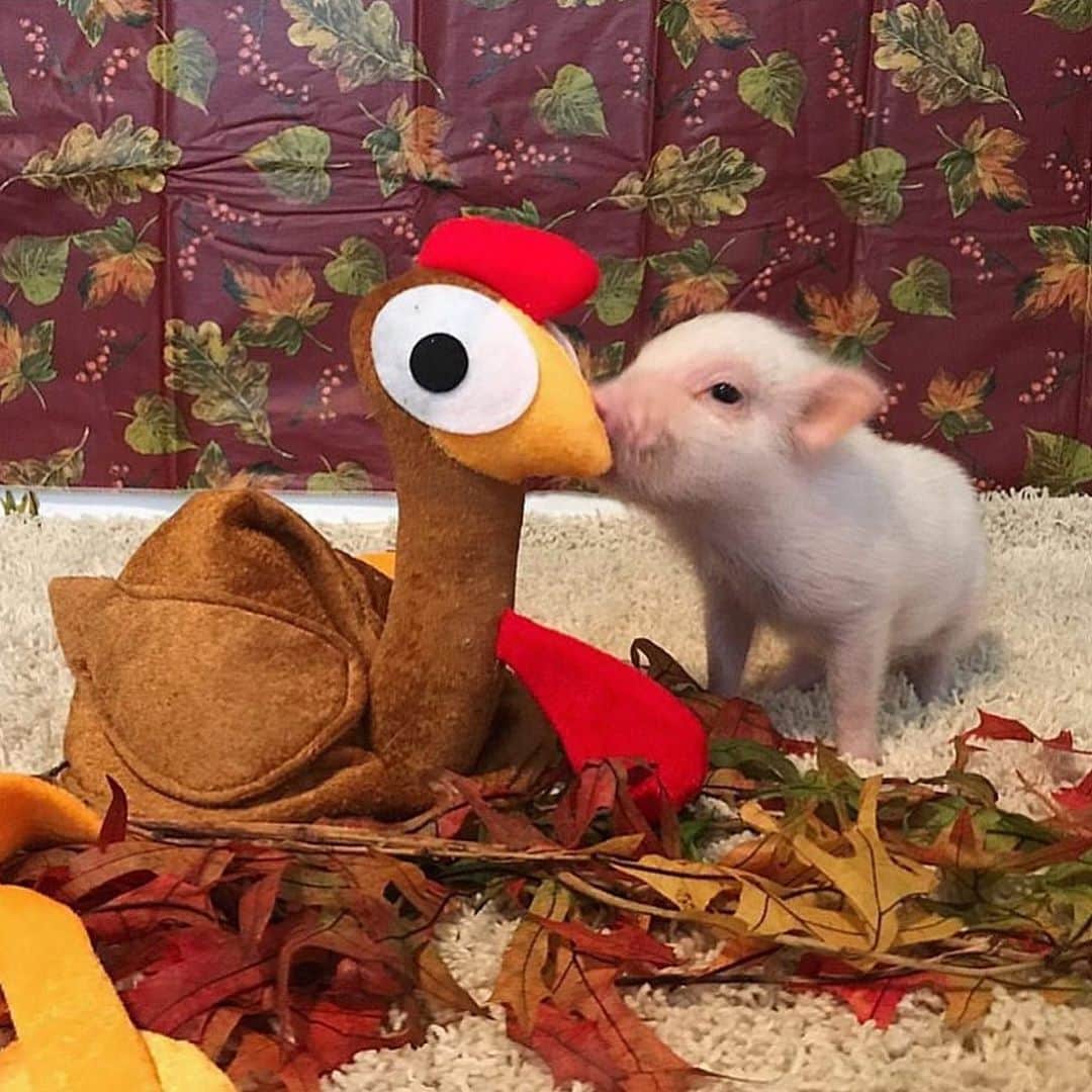 Priscilla and Poppletonさんのインスタグラム写真 - (Priscilla and PoppletonInstagram)「Throwback to Baby Penn on his First Thanksgiving! Remember this holiday season that turkeys are friends not food, too!🐷🧡🦃#tbt #PiggyPenn #friendsnotfood #PrissyandPop」11月5日 22時05分 - prissy_pig