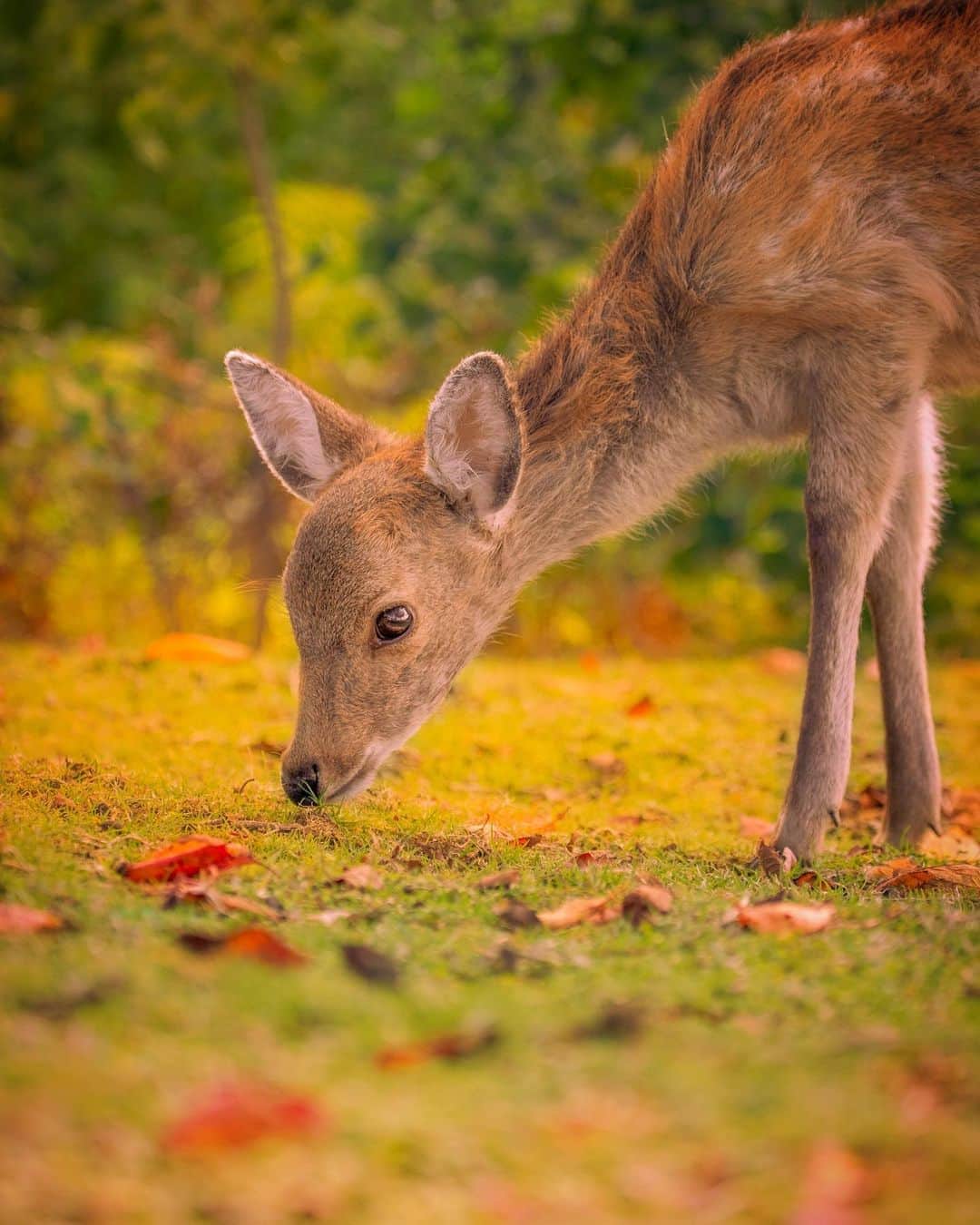 kyoko_zzzのインスタグラム：「Dear deer look . #若草山 #deer」