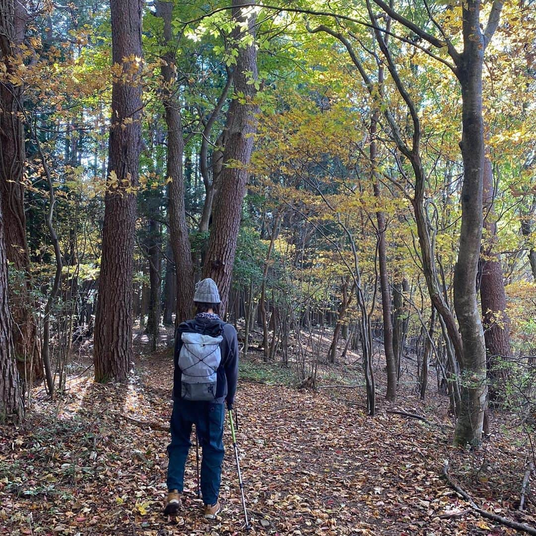 イレーネさんのインスタグラム写真 - (イレーネInstagram)「2020 平日登山部やっと初登り⛰ @rocca39_myao ちゃんありがとう😊 これ以上ない絶好の山日和でした 山頂からは南アルプスの山々、そして富士山もこんにちは！ . 夏にも訪れた寧比曽岳 紅葉シーズンも最高！ふかふか、さくさく、秋の絨毯は膝にも優しい... . 山はもちろんだけど、何よりわたしはR153を愛しております...。グリーンロード〜足助〜稲武あるいは奥三河へとドライブする時間が大好き。目的地と同じくらい道中が最高。今日は助手席でしたが、いつもずーっとドライブしていたくなっちゃうのですよね。 . 山の中は、ちょうど周辺で間伐作業をしていたからなのか、ヒノキの香りが本当に凄くて、もはや本物のヒノキ以上でディフューザーでも焚いているのかなってレベルで癒されました😂 . 寧比曽岳は名古屋からもアクセス良いし、手軽に行けるので本当におすすめ  #平日登山部 #寧比曽岳  #愛知県  #愛知の山  #豊田市  #奥三河  #ハイキング  #秋  #登山  #イレトリップ #地産地消」11月5日 22時10分 - irenedewald