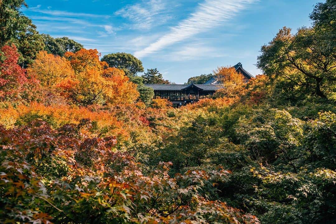 京都いいとこフォトのインスタグラム：「. 東福寺臥雲橋からの眺め。 真っ赤に色づく前の紅葉がカラフルに境内を彩ります。 . View from Gaun-kyo Bridge of Tofukuji Temple. Colorful autumn leaves are a view that can only be seen now before they turn red. .  . . Date : 2020.11.5 Location : #東福寺 #Tofukuji Photo : @hino0117 .」