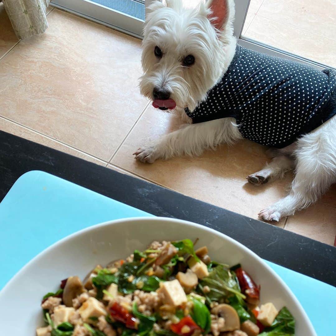 Hoykong&Plamuekのインスタグラム：「It looks yummy 😋  #plamuek_westies」