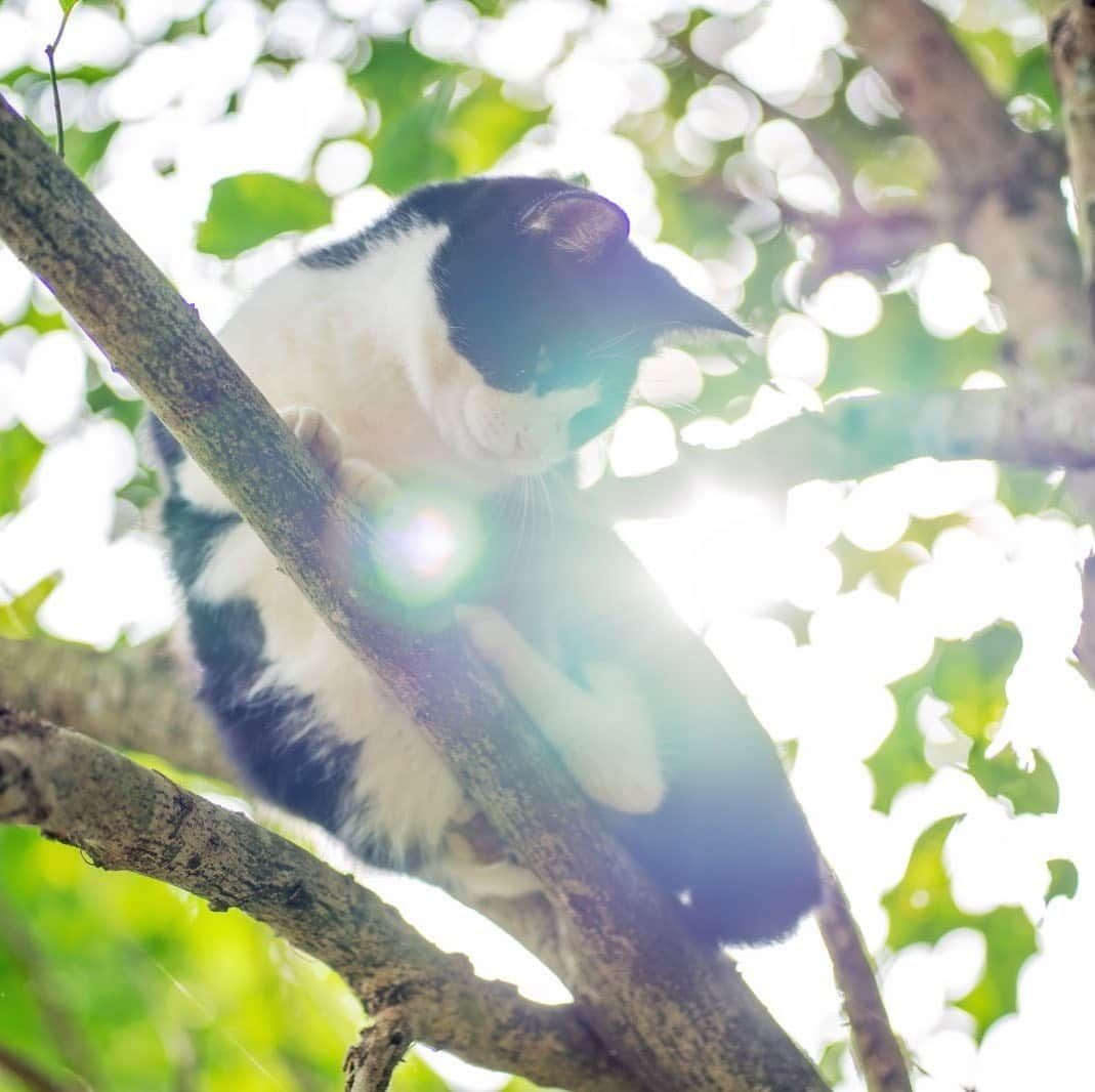 プンクマさんのインスタグラム写真 - (プンクマInstagram)「森のパトロール #ドリプレローズガーデン #薔薇の森の猫達 #ガーデンパトロール隊 #猫 #パンサス #ねこ #cat #neko #catstagram #catsofinstagram」11月5日 22時25分 - pnkm913