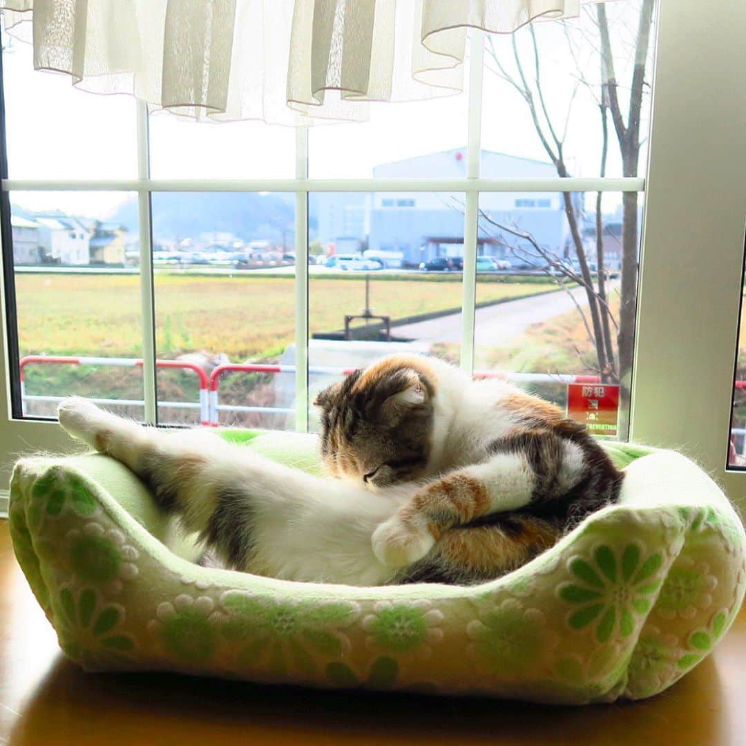 takegaeruのインスタグラム：「セクシー🦵🏻あんよ🦵🏻  #cat #scottishfold #猫 #スコティッシュフォールド #三毛スコ友の会」
