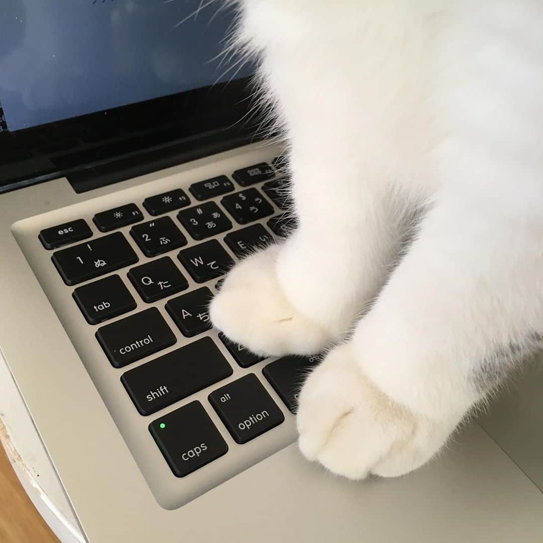 カブのインスタグラム：「ごはんを出すまで 急所を徹底的に攻める それがカブのやり方」