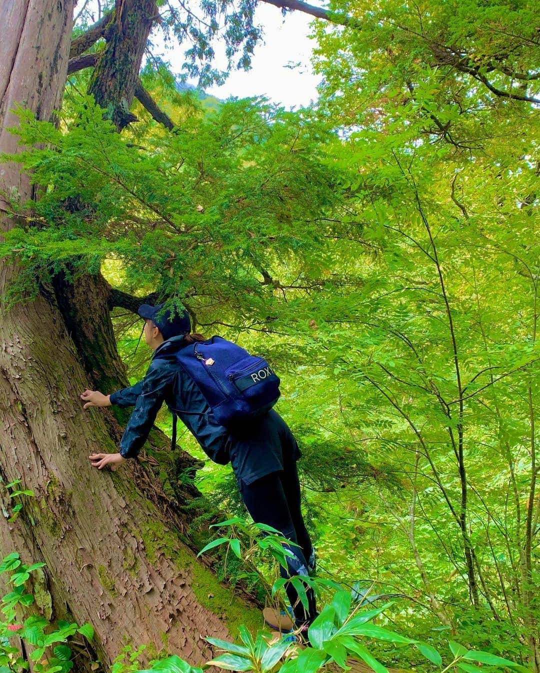 上杉あずささんのインスタグラム写真 - (上杉あずさInstagram)「. 壮大な #木登り #🌲  . #mountain #climbing #climber #mt #where #tree #nature #green #forest #before #training #oze #japan #yama #yamap #photo #tourism #eco #ecotourism #naturalpark #newbalance #columbia #nike #roxy」11月5日 22時40分 - azumacks
