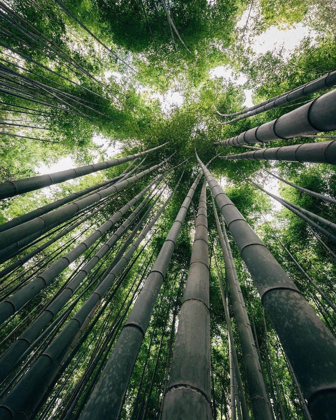 All Nippon Airwaysさんのインスタグラム写真 - (All Nippon AirwaysInstagram)「Reflecting on past trips is always a great way to inspire new ones. Where will your next adventure be? 📷: from #ANAPartner  @nickcrvwford #Regram #DreamingOfJapan」11月5日 22時56分 - allnipponairways