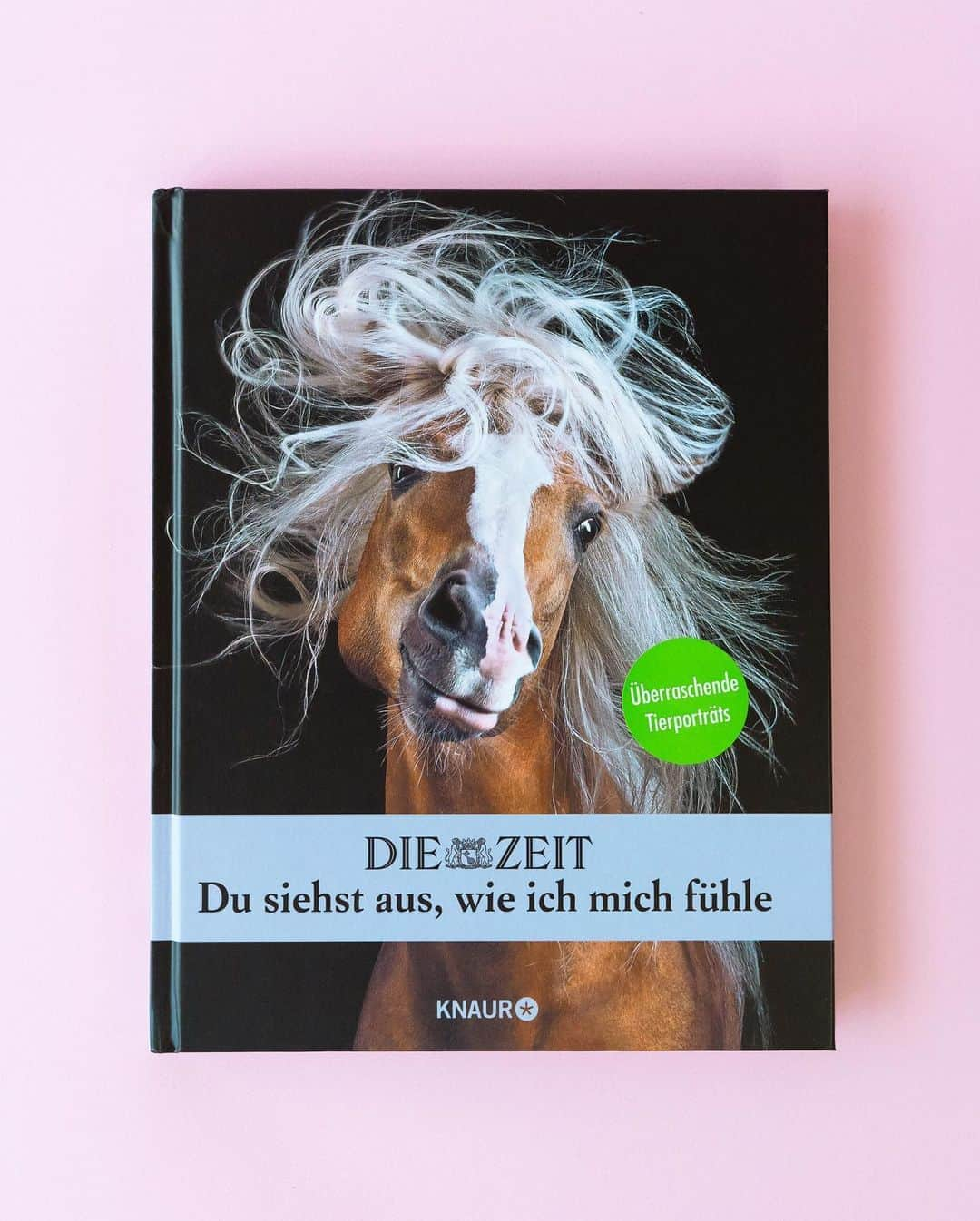 ダーシーさんのインスタグラム写真 - (ダーシーInstagram)「Why are you so angry😳⁉️  Matthew has appeared in a German photo book🇩🇪✨ Thank you @zeit 💙💛  マシューの怒り顔がドイツの動物写真集に登場しました〜😊🤣 マシューは1ページだけですが、いろんな動物のインパクトある写真がたくさんで、良い刺激になりました🙏🏻✨」11月5日 22時59分 - darcytheflyinghedgehog