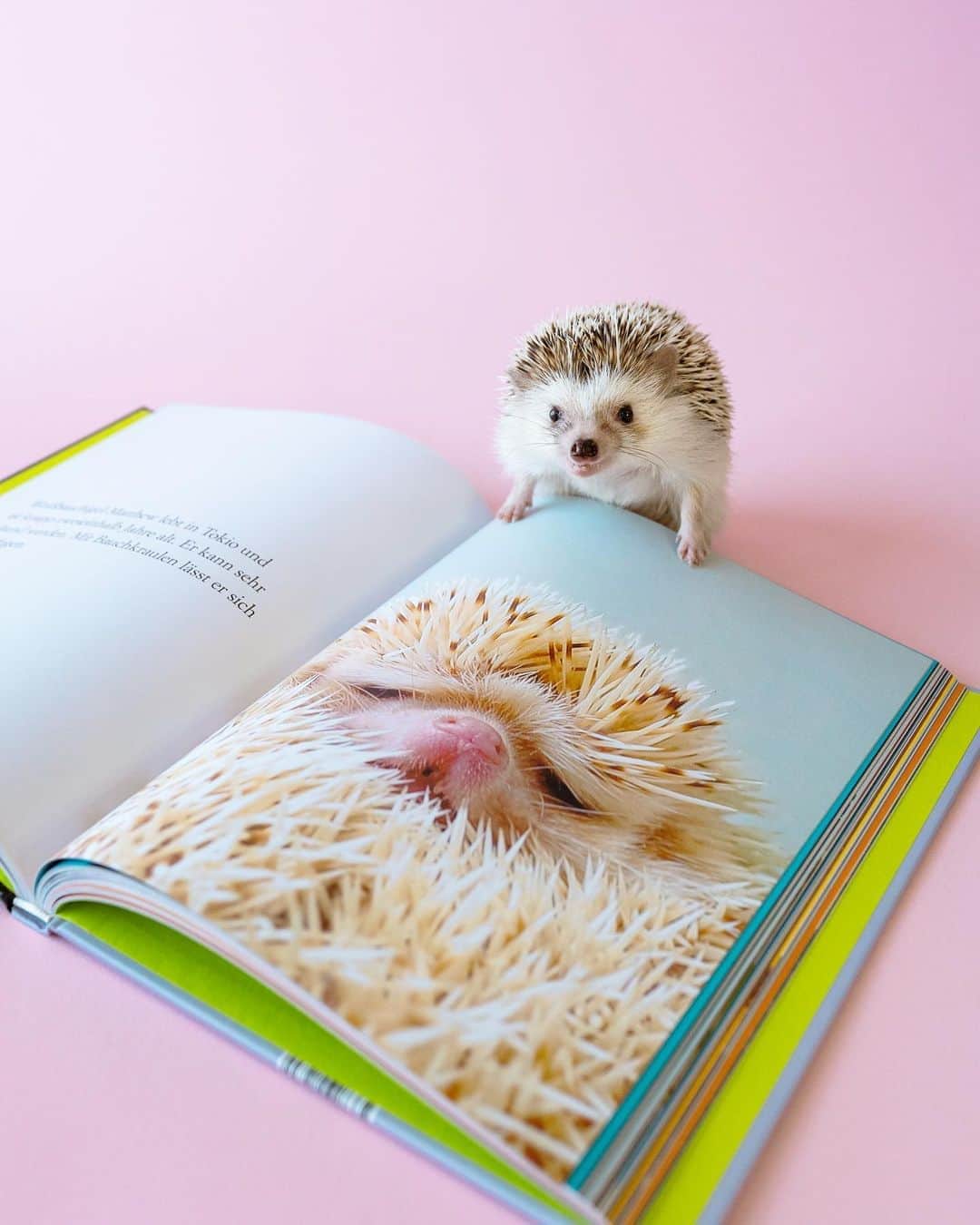 ダーシーのインスタグラム：「Why are you so angry😳⁉️  Matthew has appeared in a German photo book🇩🇪✨ Thank you @zeit 💙💛  マシューの怒り顔がドイツの動物写真集に登場しました〜😊🤣 マシューは1ページだけですが、いろんな動物のインパクトある写真がたくさんで、良い刺激になりました🙏🏻✨」