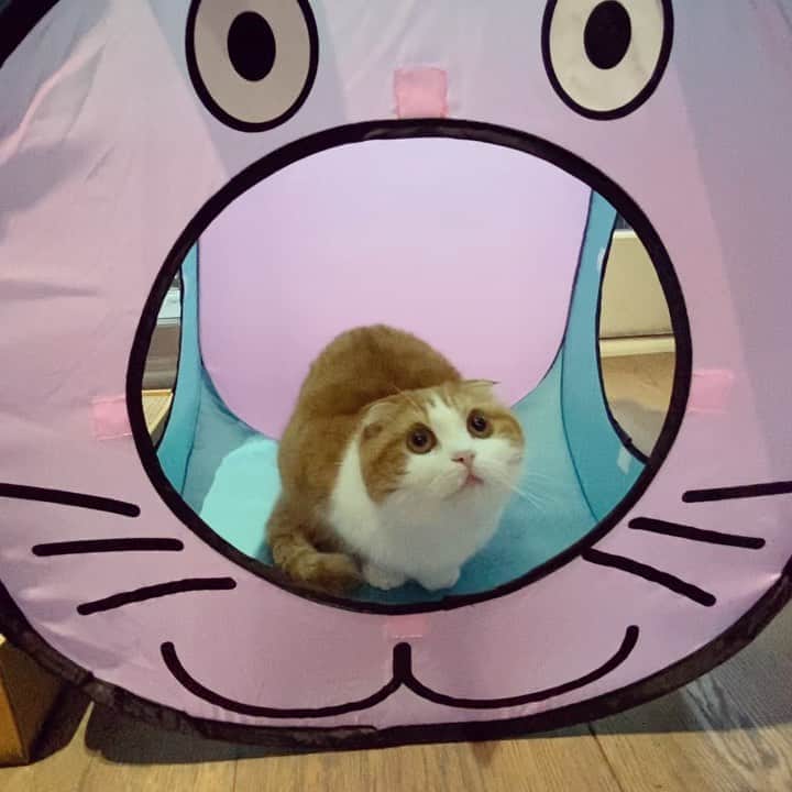 Nana _The Scottish Foldのインスタグラム：「Serious about her ball 😂 양모공에 진심인편..💓 . .  .  #고양이 #猫 #ねこ #スコ #cat #cats #catstagram #catsofinstagram #instagramcats #instacat #bestmeow #catoftheday #catsofworld #catsloversworld #catsofday #냥스타그램 #냥이 #caturday #gatos #cats_of_instagram #ilovemycat #catselfie #kittensofinstagram #kittens #catsdaily #kucing #london #스코티쉬폴드 #냥냥이」