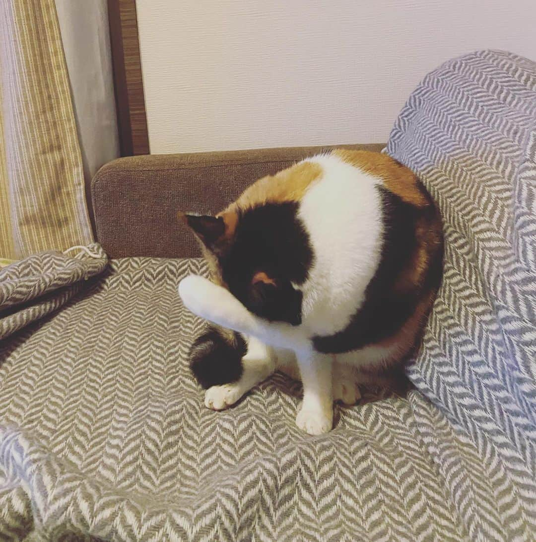 HAYAMIさんのインスタグラム写真 - (HAYAMIInstagram)「同居猫さんができて学びの毎日🐈 小さいのに生きるためにかしこく、そしてたくましく愛くるしい。 ニャンダフルだわ。。  #🐱 #表情が鬼渋」11月5日 23時16分 - hayummy