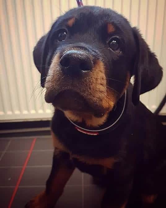 エイリー・チャイルドのインスタグラム：「Throwback to teenie tiny Clyde 😍 #rottweiler #rottweilersofinstagram #tbt」
