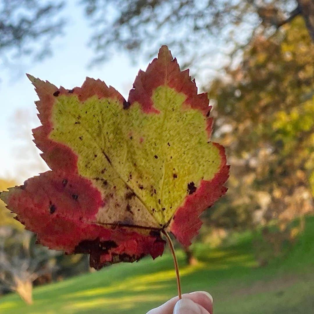 クリスティ・ブリンクリーさんのインスタグラム写真 - (クリスティ・ブリンクリーInstagram)「I’m going to take a LEAF of faith and say we could all use a little laugh right about now so ...(swipe🍁👈🏼) lol!」11月5日 23時24分 - christiebrinkley