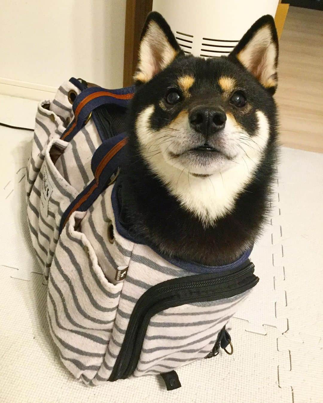 まめ丸のインスタグラム：「* * 今日はここでねようかなー💤 おやすみー🐶💓 * in the bag👜🐶💓 * #うそ #バッグの中のまめ丸  * #柴犬#豆柴#柴#黒柴#犬#いぬのきもち#shiba#shibainu#shibastagram#shibadog#puppy#instadog#dogstagram#dog#instashiba#petstagram#pet#cutepetclub#강아지#멍스타그램#doglover#ilovemydog#weeklyfluff」