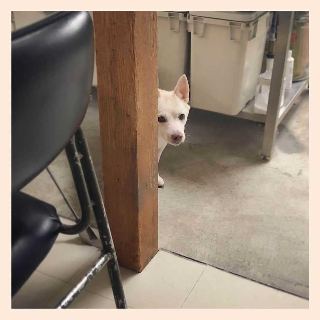 パンといっぴきのインスタグラム：「#元保護犬 #雑種犬 #crossbreed #mixdog #キップル14歳」