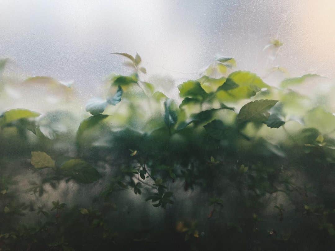 藤野可織さんのインスタグラム写真 - (藤野可織Instagram)「ガラスの向こうの葉っぱ。」11月5日 23時47分 - fujinono