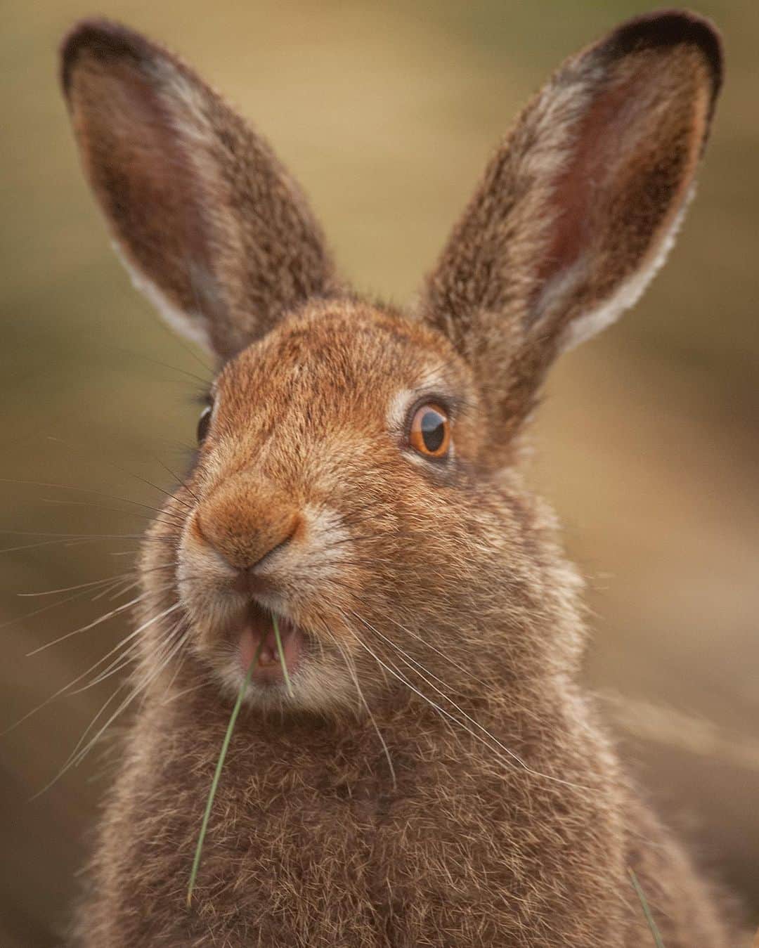thephotosocietyさんのインスタグラム写真 - (thephotosocietyInstagram)「Photograph by @andyparkinsonphoto/@thephotosociety      Shocked hare – Who knows what this hare is thinking in this moment? One thing for certain is that he certainly looks surprised. Of course the camera does so often lie, a momentary freeze frame of an innocent animal chewing grass and we can anthropomorphise (applying human emotions to an animal) to our hearts content. In reality it’s impossible not to when you consider just how much we have learned about the complex emotions with which we share with our animal cousins. See us as one of them, one of the other 8.7 million other species on Earth, and you’ll not be surprised to learn that animals experience all of the same complex emotions that we do….guilt, jealousy, pride, resentment, despair, grief, terror, empathy and even PTSD to name just a tiny fraction. See us however as above all other creatures, divinely created, divinely important, superior in every way, then you’ll perhaps scoff at such scientific certainties. Of course it is not usually convenient for us to accept or to recognise such provable, observable truths because to do so means that we must start to ask ourselves some pretty serious questions. If there really is such an absolute similarity between us, as our shared 600 million year ancestry makes certain, then should we perhaps treat all living beings more kindly, respect their lives the way that we expect, demand that ours be respected. Listen to that nagging voice inside you, listen to the whispers before they turn into shouts, and that voice will tell you everything that you need to know. Seeing, recognising and acknowledging the miracle of life within every other living creature must surely make their exploitation as morally indefensible as it undoubtedly is. #dowhatisrightnotwhatiseasy @onekindscotland @willsveganstore」11月5日 23時53分 - thephotosociety