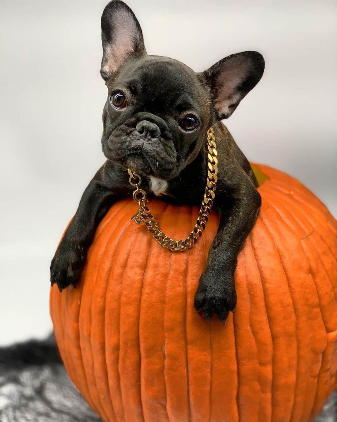 Regeneratti&Oliveira Kennelさんのインスタグラム写真 - (Regeneratti&Oliveira KennelInstagram)「I'm a Pun King 👑 🎃  @frenchbullevard  Salvatore gold chain. https://frenchbullevard.com/  Photo : @niko.the.french Olive🥰😍 . . . . #bulldogfrances  #frenchbully #frenchbulldog #frenchie  #frenchielife #frenchies  ##frenchieoftheday #frenchiegram  #frenchiesociety #犬バカ部 #frenchiebulldogfeature  #dogmodel  #犬 #いぬ #成長記録  #ブルドッグ #フレンチブル #フレンチ #ペット #dogsofinstagram #bouledoguefrançais  #cute #fabfrenchies #frenchiesofinstagram  #instapet」11月6日 0時44分 - jmarcoz