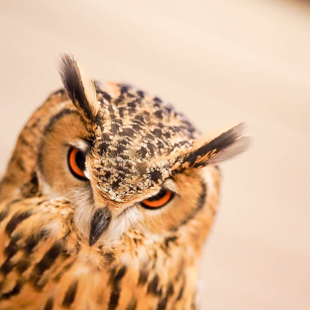 GEN3 Owlのインスタグラム：「猛禽類らしい眼 / Wild eyes #owl #owlgaru」