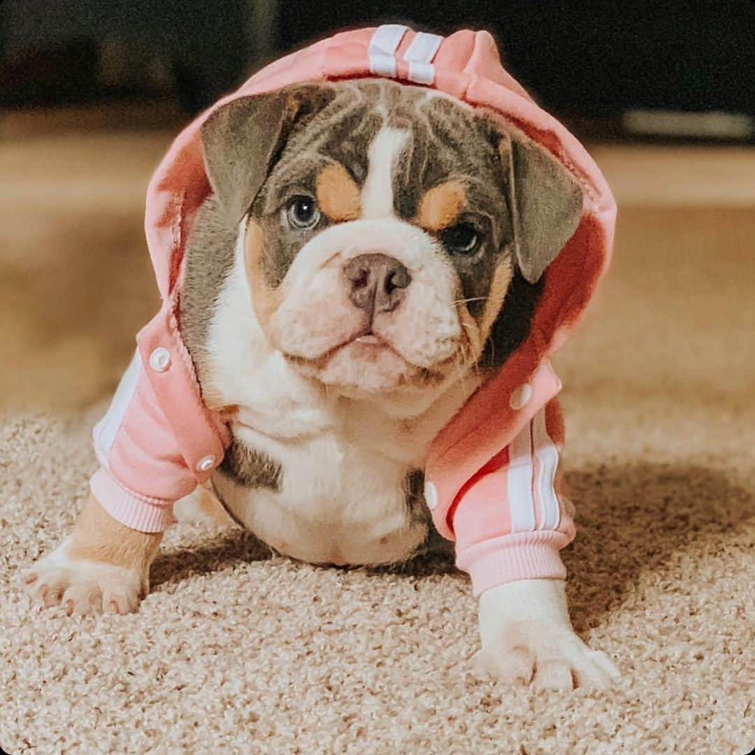 Bodhi & Butters & Bubbahさんのインスタグラム写真 - (Bodhi & Butters & BubbahInstagram)「Who runs the world? Puppies!!!  . . Isn’t @nalathebulldog__ the cutest?!?! 😍😍😍 . . . . #bulldog #world #workit #girl #puppylove #bestoftheday #smile #cute #puppy #dog #mom #life #sweet #baby #dogsofinstagram #puppiesofinstagram #thursday #positivevibes」11月6日 1時19分 - keonistuff