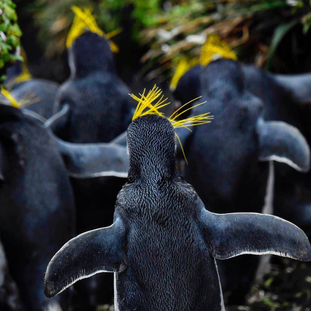 Thomas Peschakのインスタグラム：「On sub-Antarctic Marion Island the winds are so strong that everyday is a #badhairday for the crested penguins that live there! I thought we all could use a light hearted break from the nail biting election coverage. The outcome will dramatically effect the health of the natural world we all love so much. Personally I am pretty close to developing a repetitive strain injury from constantly swiping to refresh the results on my phone.」