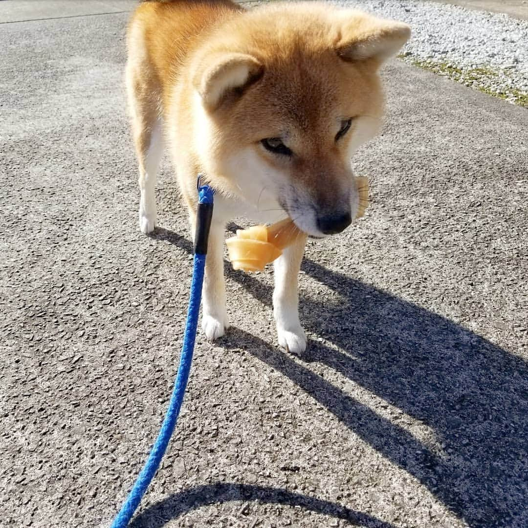 柴犬たま Shibainu Tamaのインスタグラム