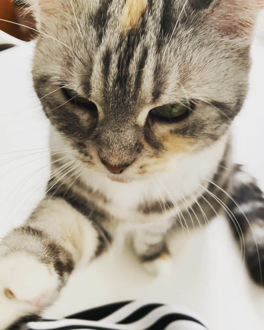 浅田信一のインスタグラム：「おねだりの圧力がすごい😨」