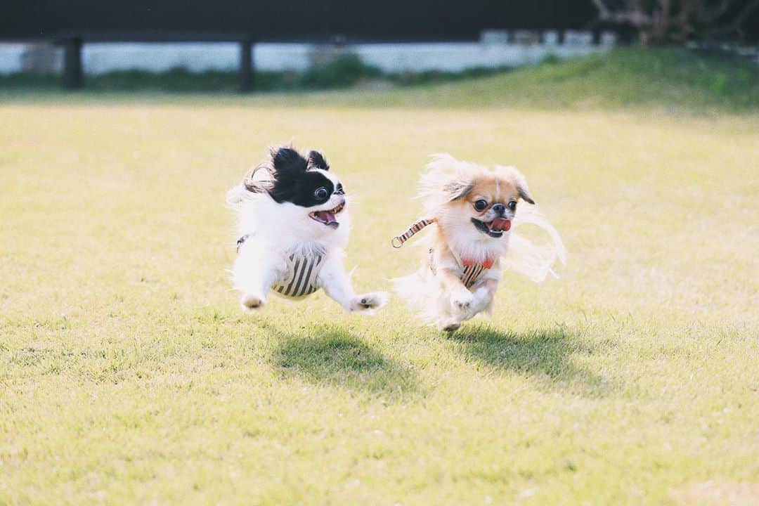 juntowaのインスタグラム：「とにかく可愛い。#親バカ#可愛すぎる#兄弟」