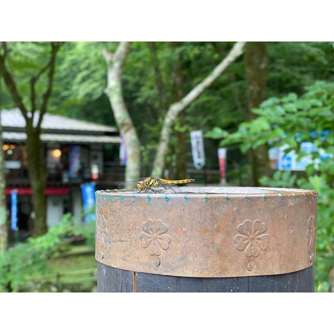 吉竹史さんのインスタグラム写真 - (吉竹史Instagram)「龍泉洞は日本三大鍾乳洞の一つ✨  洞内にはコウモリが住んでいて、コウモリも含めて国の天然記念物に指定されています🦇  水の透明度は抜群✨ その透明度と水の深さのため。ライトを入れると、この目の覚めるような青色を目にすることができます。  地球の色、って感じでした✨🌍  洞窟の外では流れ出た水を飲むこともでき、飲むたびに寿命が伸びる、なーんてことも言われているんですよ👏  ちなみにこの龍泉洞のミネラル豊富な水は、私たちに馴染み深い無印良品の化粧水にもなっているんですよ♫  #全国百線鉄道の旅  #龍泉洞　#青の洞窟 #鍾乳洞　#地球の色」11月6日 11時45分 - fumi_yoshitake