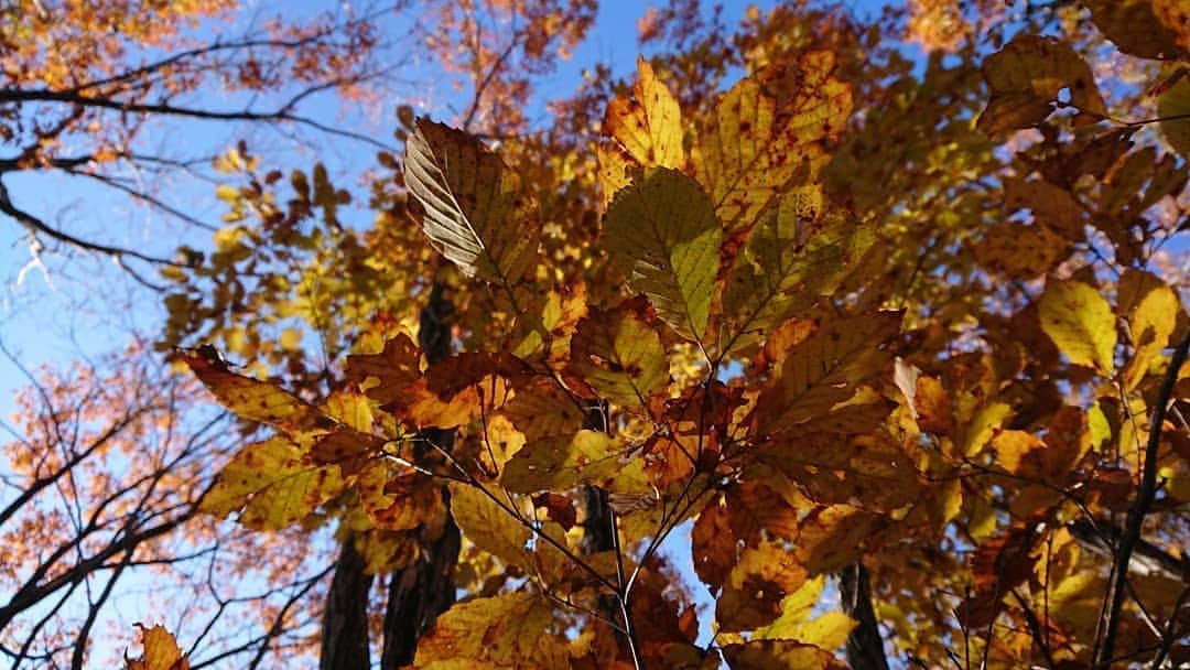 桜花さんのインスタグラム写真 - (桜花Instagram)「おはようございマウンテン🗻🌷  本日もナイスな１日にいたしましょ🌷✨紅葉も深まってきましたね、紅葉で気分も高揚！🍁✨  ネタ見せいってきマウンテン🗻🌷」11月6日 11時57分 - mountainohka