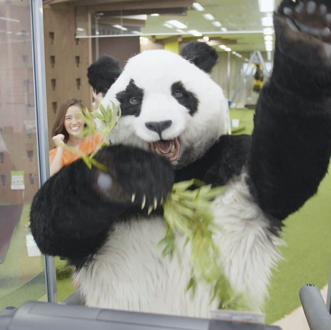 星星（セイセイ）さんのインスタグラム写真 - (星星（セイセイ）Instagram)「😵💦🎋🤩 #疲れた  #ぐでんパンダ #ヘトヘト . きょうの #ベラベラENGLISHは ...💯 🌟exhausted 🌟ヘトヘト . でも！笹があれば！元気100倍🌟🎋 . #星星 #パンダ #panda #pandagram #パンダ好きな人と繋がりたい #ZIP!」11月6日 11時53分 - seisei_panda