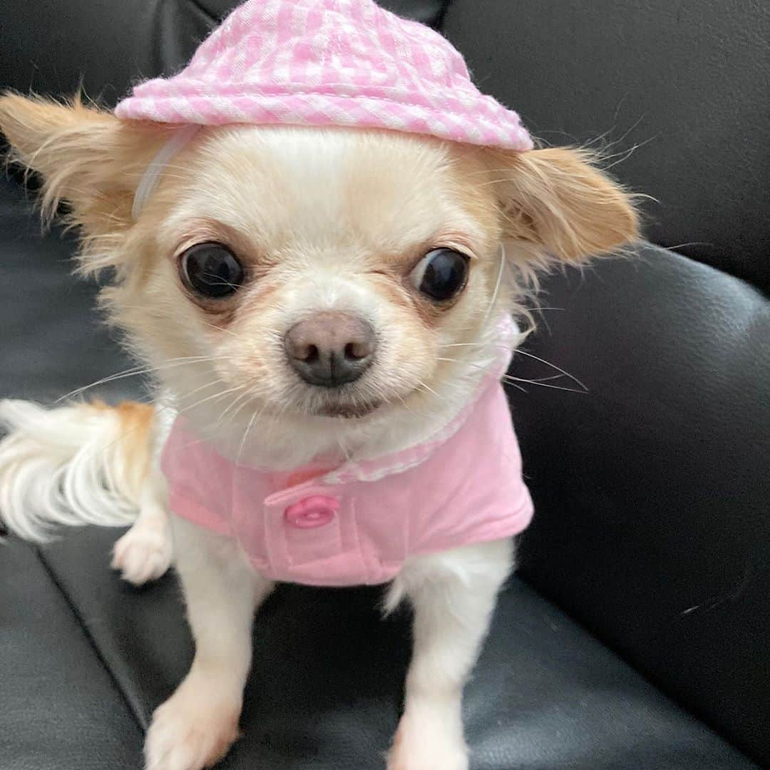 青山愛菜さんのインスタグラム写真 - (青山愛菜Instagram)「えんじぇ😭 #chihuahua #きなこ　#ロングコートチワワ　#イッヌ　#halloween ############天使」11月6日 3時58分 - ainamnsl