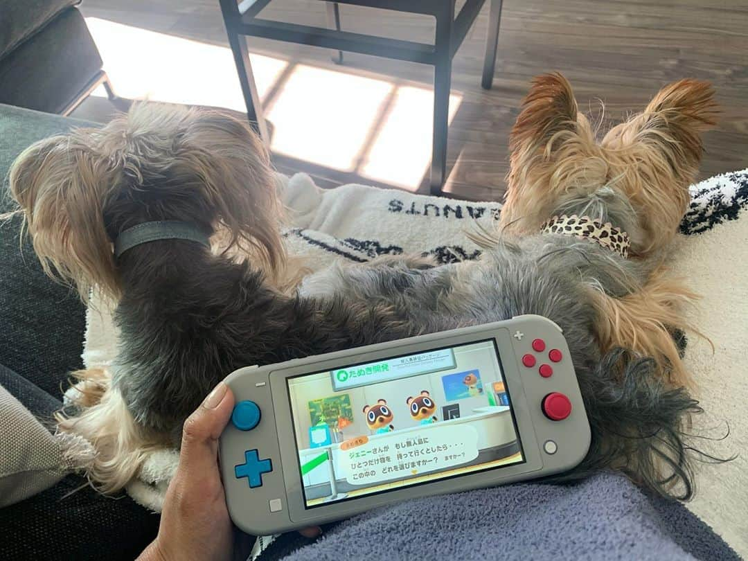 JennieBabyさんのインスタグラム写真 - (JennieBabyInstagram)「🎮 戦争のゲームとか三國無双とかしか普段やらないので、 こんなホンワカ系は絶対やらないって思ってたあつ森をはじめた🙄 息子がどうしても一緒にやりたいと言うので、ひとつのソフトじゃ一緒にはできないのでもうひとつ買いました。ナンデヤネーン ハワイ在住の親友が大量のお金(ゲーム内での)とアイテムをくれたのでローン即返済を繰り返してます爆 でもなかなか面白い🥰 #switch #switchlite #yorkie #yorksherterrier #yorkiegram #romeo #ribbon #dogstagram #game #ゲーマー女子 #ヨーキー #ヨークシャーテリア #多頭飼い #超小型犬  #あつ森  #あつまれどうぶつの森 #どうぶつの森 #ロミオ #リボン」11月6日 4時20分 - jennie.baby