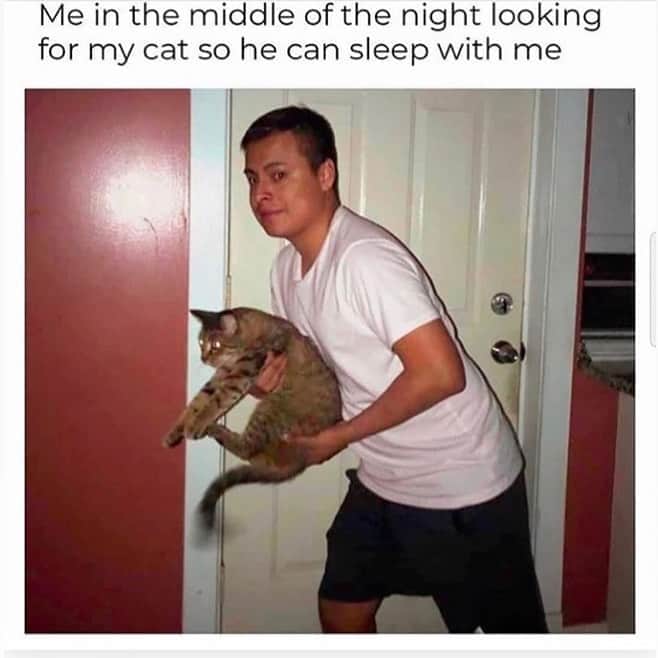 The Cats Of Instagramのインスタグラム：「Every night. (Credit: Unknown)」