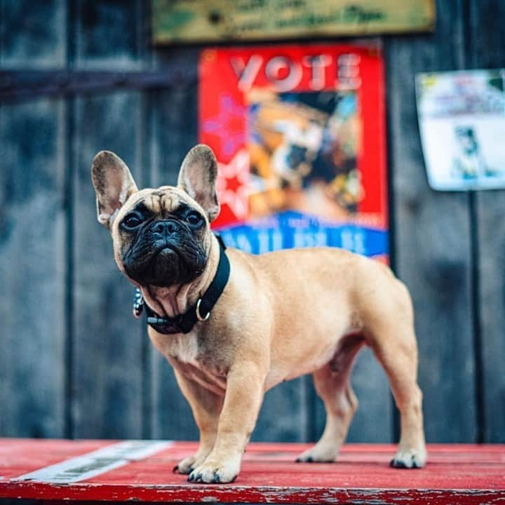 NBC Newsさんのインスタグラム写真 - (NBC NewsInstagram)「A French bulldog named Wilbur has been elected mayor of Rabbit Hash, Kentucky.⁠ ⁠ The town has a peculiar tradition of electing canine candidates, and Wilbur is the latest mayoral mutt. More at the link in our bio.⁠ ⁠ 📷 Rob Stone Photography」11月6日 5時10分 - nbcnews