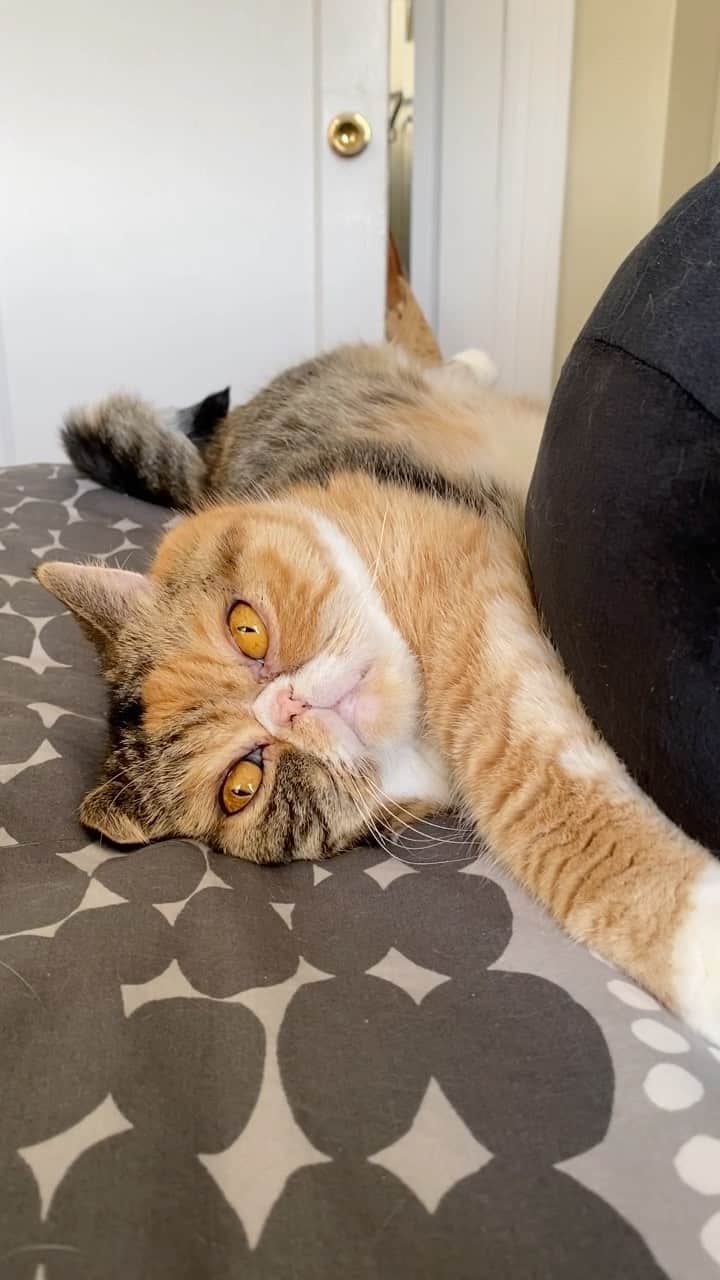 Tinaのインスタグラム：「Wheezy providing soothing content to alleviate your election-induced anxiety 😽」