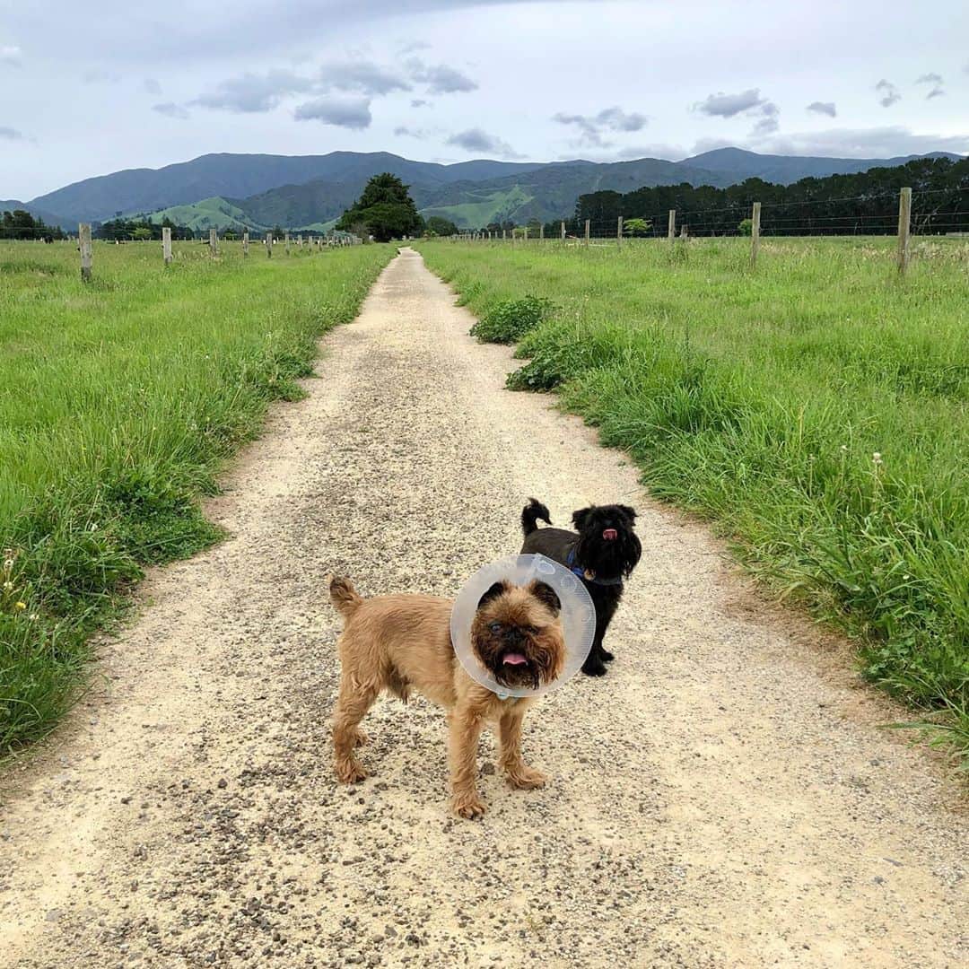 Digby & Aloのインスタグラム：「When it comes to walks, Digby doesn’t even care that he’s got a cone on. #coneofshame」