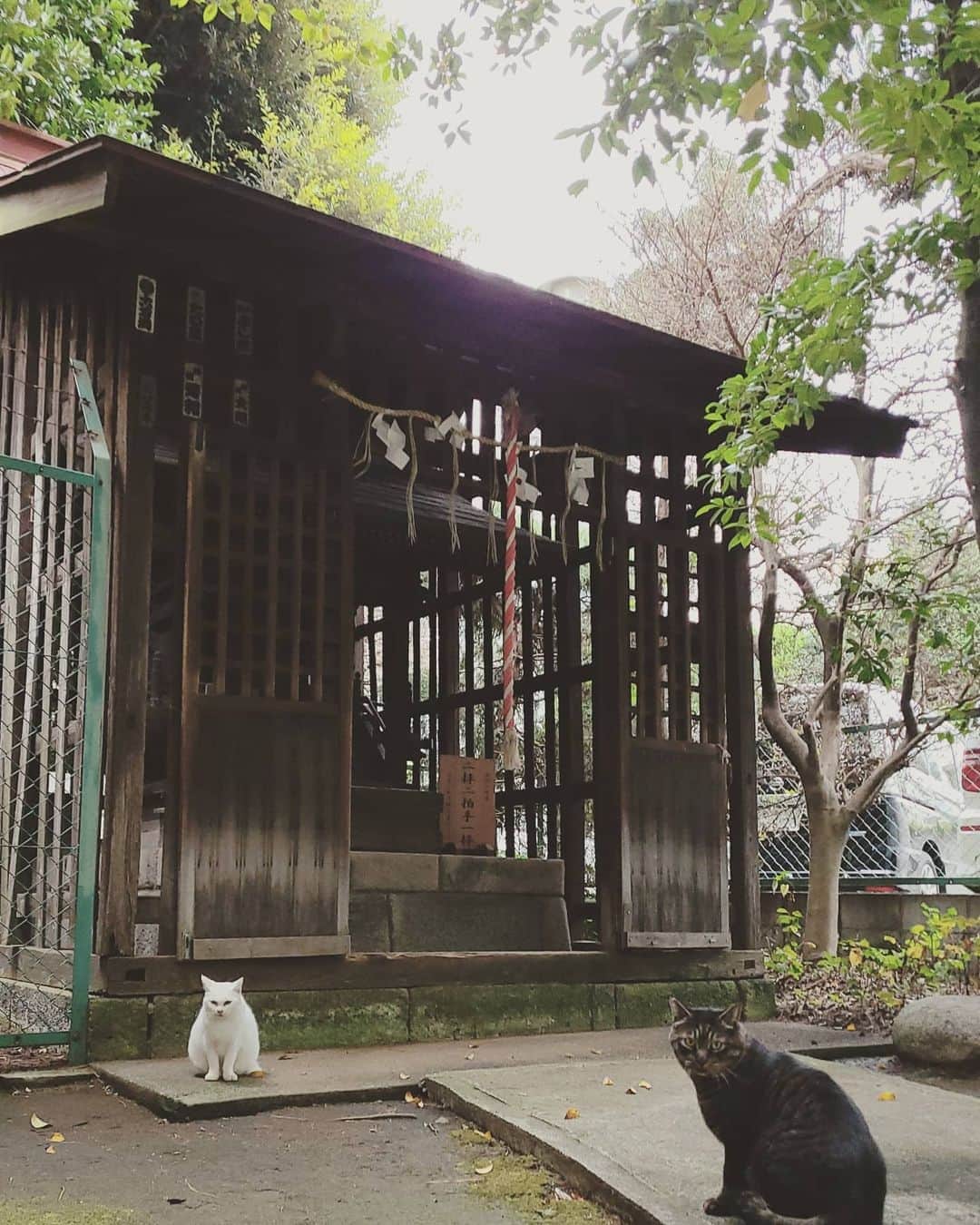 三宅裕子さんのインスタグラム写真 - (三宅裕子Instagram)「おはよう😊  久々に大好きな #稲荷神社 と猫ちゃん。  うさ🐰も好きだけどね♡  今月はちょっと忙しいけど どこかでまたゆっくり行きたいな🌼*･   #欲張り #地域猫活動してる人と繋がりたい  #地域猫活動  #にゃんすたぐらむ #のらねこ部」11月6日 5時46分 - yuko_miyake