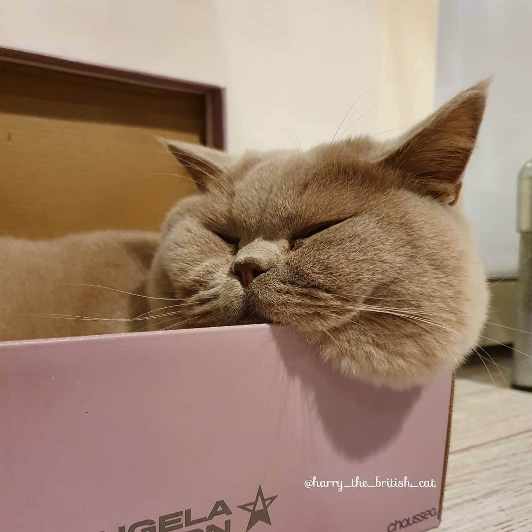 Aww Clubさんのインスタグラム写真 - (Aww ClubInstagram)「Are my cheeks too big or is this box too small for my cheeks?⠀ ⠀ 🎥@harry_the_british_cat⠀ ⠀ #meowed #harrythebritishcat #BSH #Britishshorthair #cheeks #fluffycat」11月6日 6時00分 - meowed