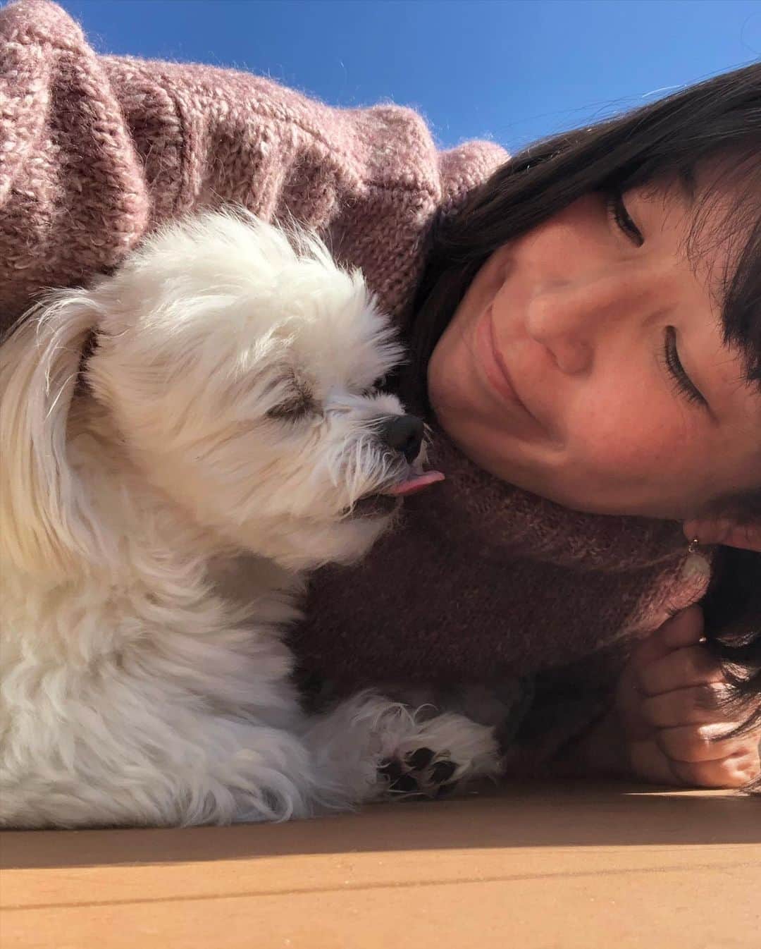 小野真弓さんのインスタグラム写真 - (小野真弓Instagram)「おはようございます☺️ ちょっと久しぶりのお休みです😆✨ ハナハルpower充電中🔋🐶🐶⚡️ ごろごろごろごろー( ´ ▽ ` )🌞 ほっぺがあったかい😪 今日も良い一日を🌈 #チワワ#ハナちゃん #チワマル#ハルくん#もっけもけ #いぬすたぐらむ #いぬばか部 #chihuahua#maltese#mixdog#doglover #dogstagram #ごろごろ家族#早起き家族#犬のいる暮らし#千葉暮らし 昨日の仕事終わりに見た富士山🗻at 鎌倉市 遠くからでも、富士山は偉大だ✨(*´꒳`*)」11月6日 6時35分 - hanaharuaroi