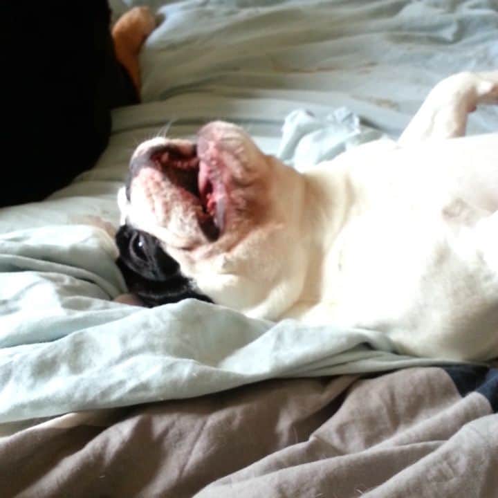Manny The Frenchieのインスタグラム：「Throwback to 2 of my fav things...laying on my back and frenchie talking! 🤪  #tbt」