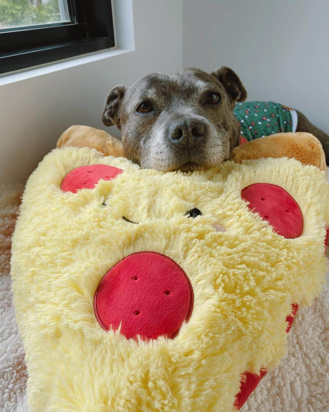 DARREN&PHILLIPさんのインスタグラム写真 - (DARREN&PHILLIPInstagram)「I got a new pizza teddy and I love her so much we wrote a song together pls sing along 🎵🍕🐶 Listen baaaby,  Ain’t no crust too thin, Ain’t no dish too deep, Ain’t no pizza wiiiiideee enough baby, If u need cheese call me, No matter where u are, No matter how far,  Roll dat dough baby, Just slice it up,  I’ll be dere in a hurry, It tastes so yummy, Cos u know dat deres, Ain’t no pizza wide enough, Ain’t no slices big enough, Ain’t nothing too cheesy enough, To keep me from eating u!  🐶🍕」11月6日 6時51分 - the_blueboys
