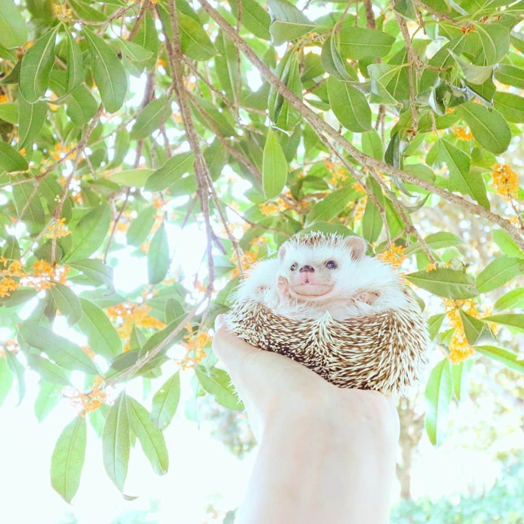あずきのインスタグラム